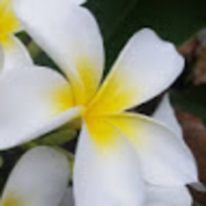 Meet your Posher, Dorothy